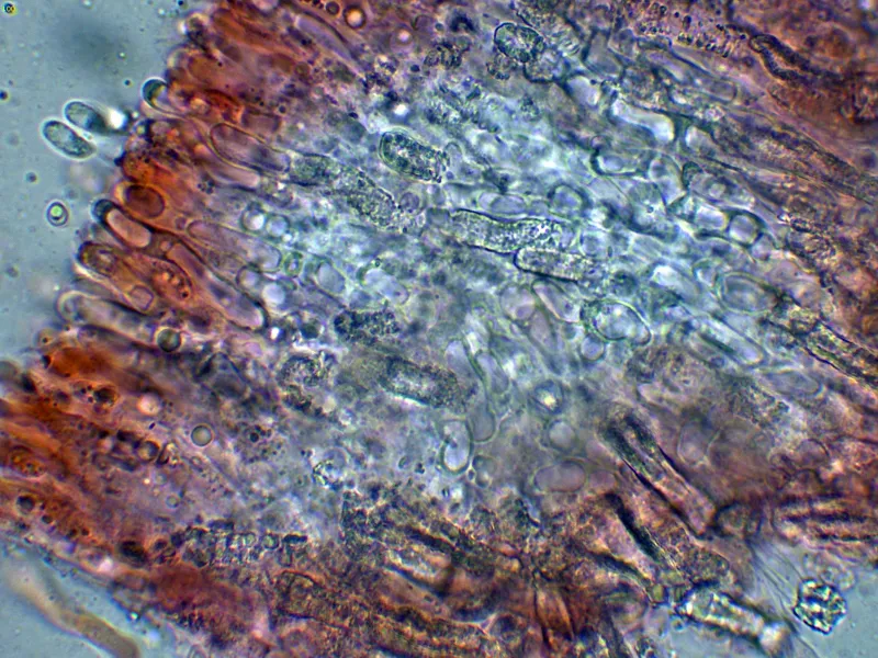 Athelia fibulata 10 - Himenio-001